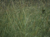 A Red-Winged Parrot Eats Spear Grass Seed Photographic Print by Sam Abell