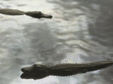Two American alligators lie in calm water Lámina fotográfica Two American alligators lie in calm water Lámina fotográfica