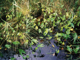 A Close View of Swampy Southern Wetlands Photographic Print