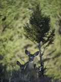 A Mule Deer Doe is Flanked by Her Twin Fawns Photographic Print