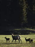 Elk, or Wapiti, Cow with Calves, Madison River Valley Photographic Print by Raymond Gehman