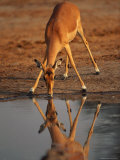 Impala Drinking from a Water Hole Photographic Print
