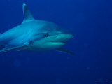 Whitetip Reef Shark Photographic Print