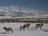 Elk or Wapiti at the National Elk Refuge Jackson, Wyoming Photographic Print by Raymond Gehman