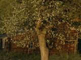 A Flowering Tree Standing Near a Barn Photographic Print by Roy Gumpel