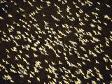 Overhead View of a Large Group of Snow Geese in Flight Photographie