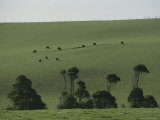 Cattle Graze in a Lush Pasture Photographic Print by Sam Abell