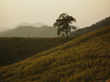 A Lone Tree Stands in a Field of Sunflowers Photographie