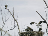 Ospreys on Their Nest Photographic Print
