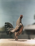 View of a Chicken Photographic Print