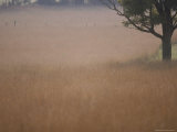 A Lone Tree Stands in a Field of Golden Grass Photographie