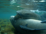 A Male Nurse Shark Prepares to Haul Away a Cooperative Female for Mating Photographie