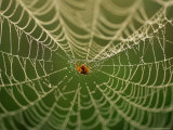 An Insect Caught in a Spider Web Photographic Print
