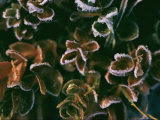Frost on Leaves Photographic Print by Dick Durrance II