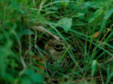 Attwaters Prairie-Chicken Hidden in the Grass Photographic Print by Joel Sartore