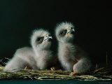 Two Southern American Bald Eaglets Awaiting Food Photographic Print