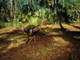A Wild Turkey at Florida Panther National Wildlife Refuge Photographic Print