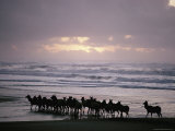 Roosevelt Elk Walk Along a Beach in California Photographie par Dick Durrance II
