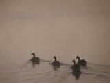 Swimming Canada Geese, Yellowstone River Photographic Print
