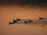 A Group of Common Loons Swims Across a Lake Early in the Morning Photographie