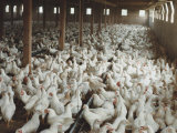A Confinment Building Filled with Chickens Photographic Print