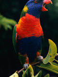 A Rainbow Lorikeet Photographic Print by Gordon Gahan