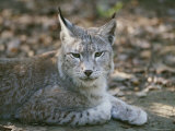 A Portrait of a Captive European Lynx Photographic Print