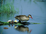 A Red-Billed Teal, Also Called Red-Billed Pintail, Forages in a Pool Photographic Print by Beverly Joubert