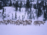 A Herd of Barren-Ground Caribou on Their Migratory Path Photographic Print by Paul Nicklen
