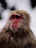 Japanese Macaque in a Hot Spring Photographic Print
