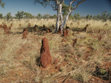 Large Conical Anthills Rise from the Grassy Plain Photographie