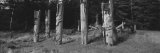 Totem Poles Stand Near an Abandoned Haida Village Photographic Print by Barry Tessman