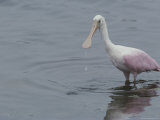 A Roseate Spoonbill Looks for a Meal in the Water Photographie
