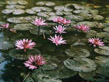 Beautiful Pink Lotus Water Lilies Bloom in a Canal in Bangkok Photographie