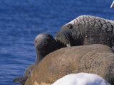 An Atlantic walrus mother identifies her calf among the group Lámina fotográfica An Atlantic walrus mother identifies her calf among the group Lámina fotográfica
