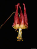 Close-up of an American Columbine Flower Photographic Print