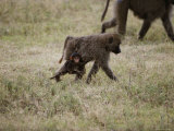 A Juvenile Baboon Clings to its Mother as They Travel Across the Savanna Photographic Print