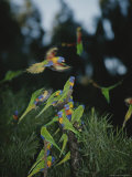 Colorful Rainbow Lorikeets Vie for a Spot on a Perch Photographic Print