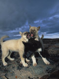 Huskies Fight with Each Other Photographic Print by Paul Nicklen