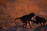 Quarreling Baboons Photographic Print