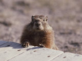 A Close View of a Yellow Bellied Marmot, Yellowstone National Park Photographic Print