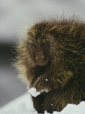 Close View of a Porcupine in the Snow Photographie
