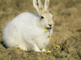Arctic Hare Eating Arctic Poppies Near Eureka Photographic Print by Gordon Wiltsie