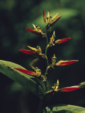 Close View of a Wildflower Photographie