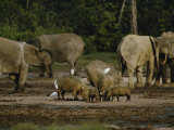 African Forest Elephants and Wild Boars in a Clearing Photographic Print
