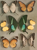 Swallowtail Butterflies of Siam and India Fotografie-Druck von Willard Culver