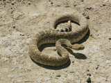 A Diamondback Rattlesnake Curves its Way Across the Desert Photographie