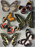 Butterflies of India and Australia Fotoprint van Willard Culver