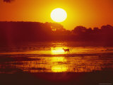 Distant Deer Silhouetted in a Marsh by a Low-Lying Sun Photographie
