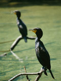 Two Black-Faced Cormorants Roost Along the Homosassa River Photographie